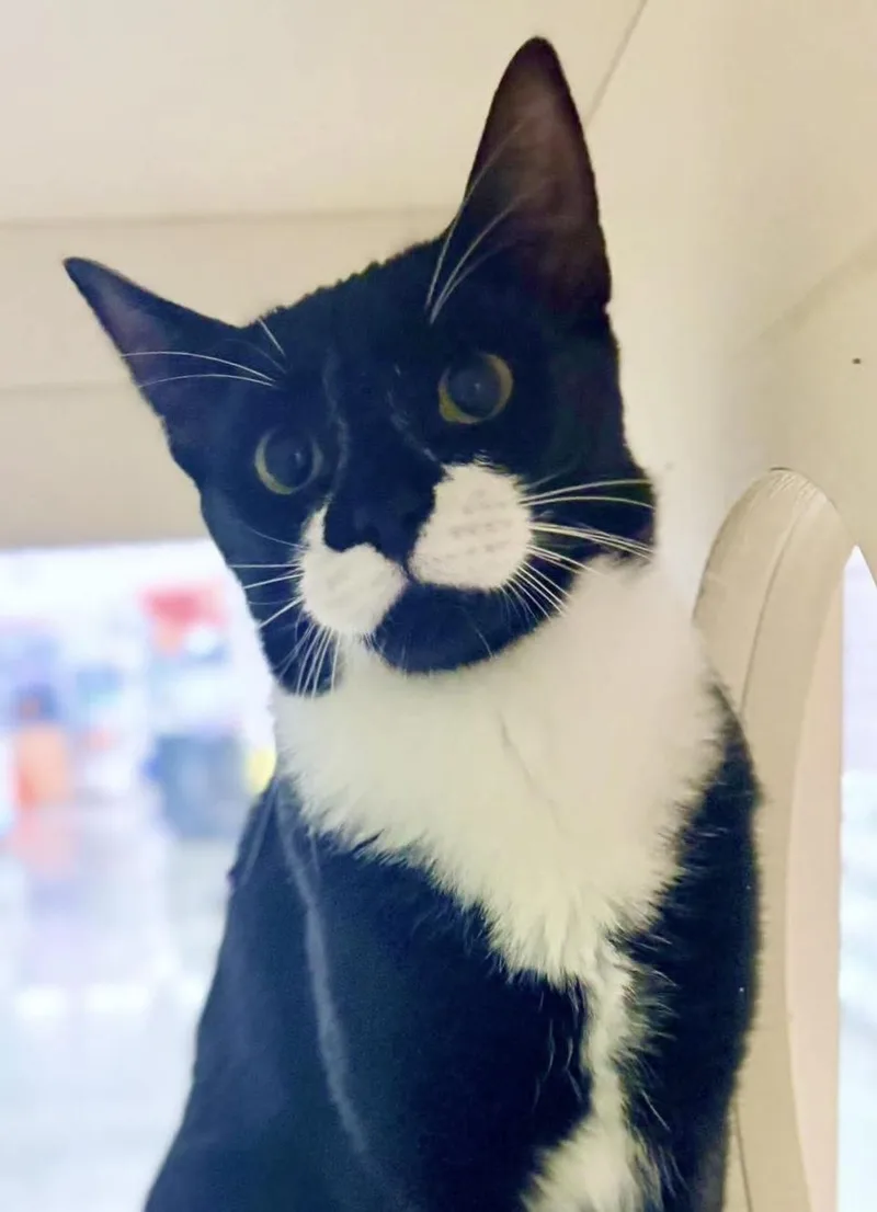 Tommy  bonded with thumbnail 3