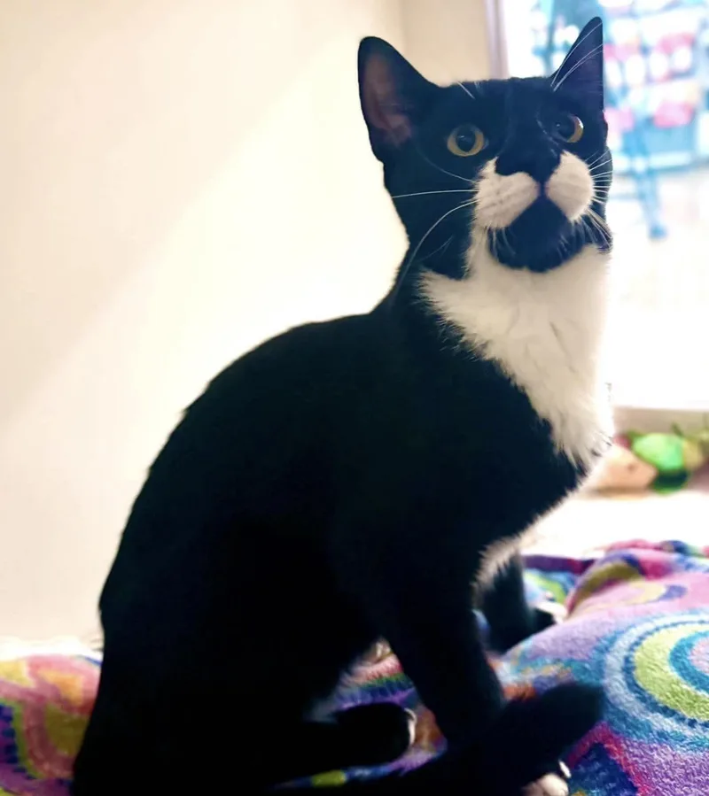Tommy  bonded with thumbnail 6