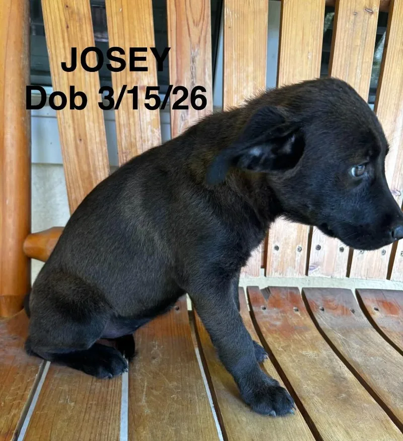 Josey thumbnail 2
