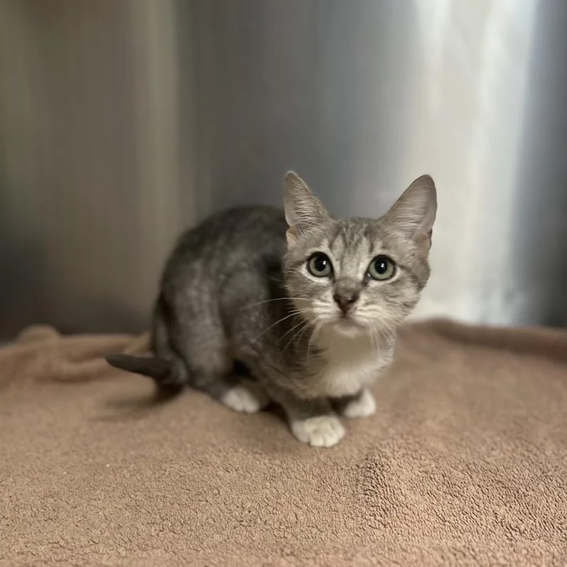 A baby small-sized female Gray / Blue / Silver Domestic Short Hair cat named Athena for adoption in Kyle, TX