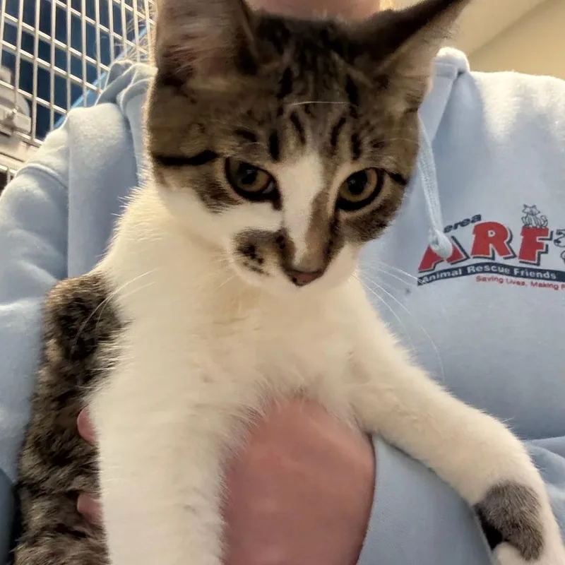 A baby small-sized male Brown / Chocolate Domestic Short Hair cat named Dewey for adoption in Columbia Station, OH