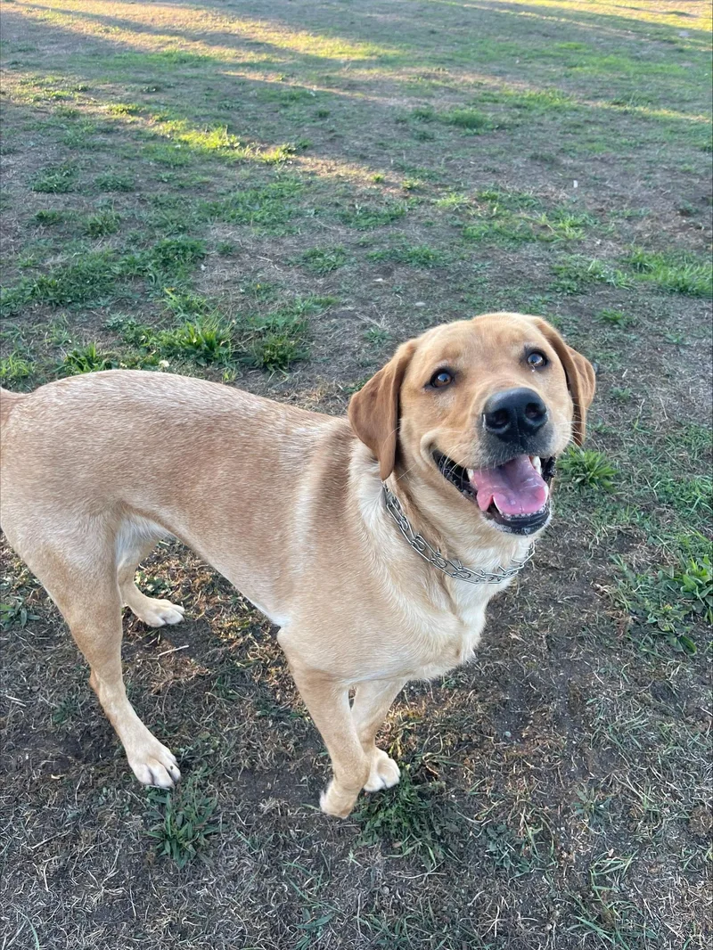 An adult large-sized female Yellow / Tan / Blond / Fawn Labrador Retriever dog named Penny for adoption in Des Moines, WA