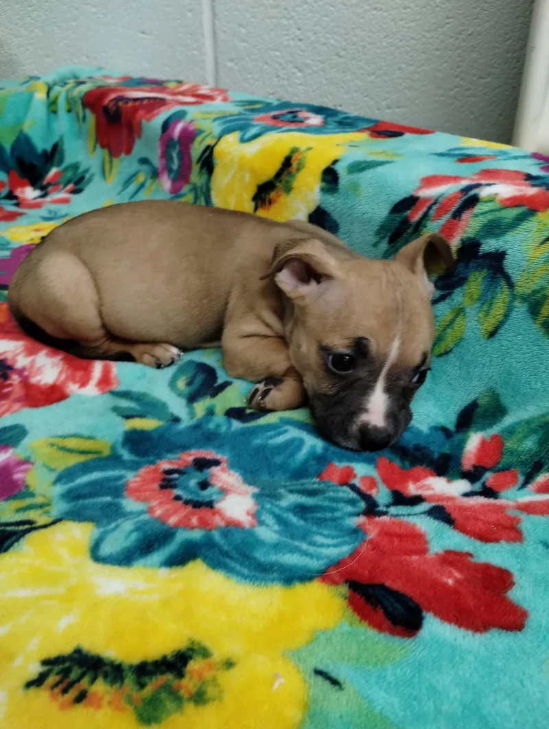A baby medium-sized female Mixed Breed dog named Shine for adoption in York, SC