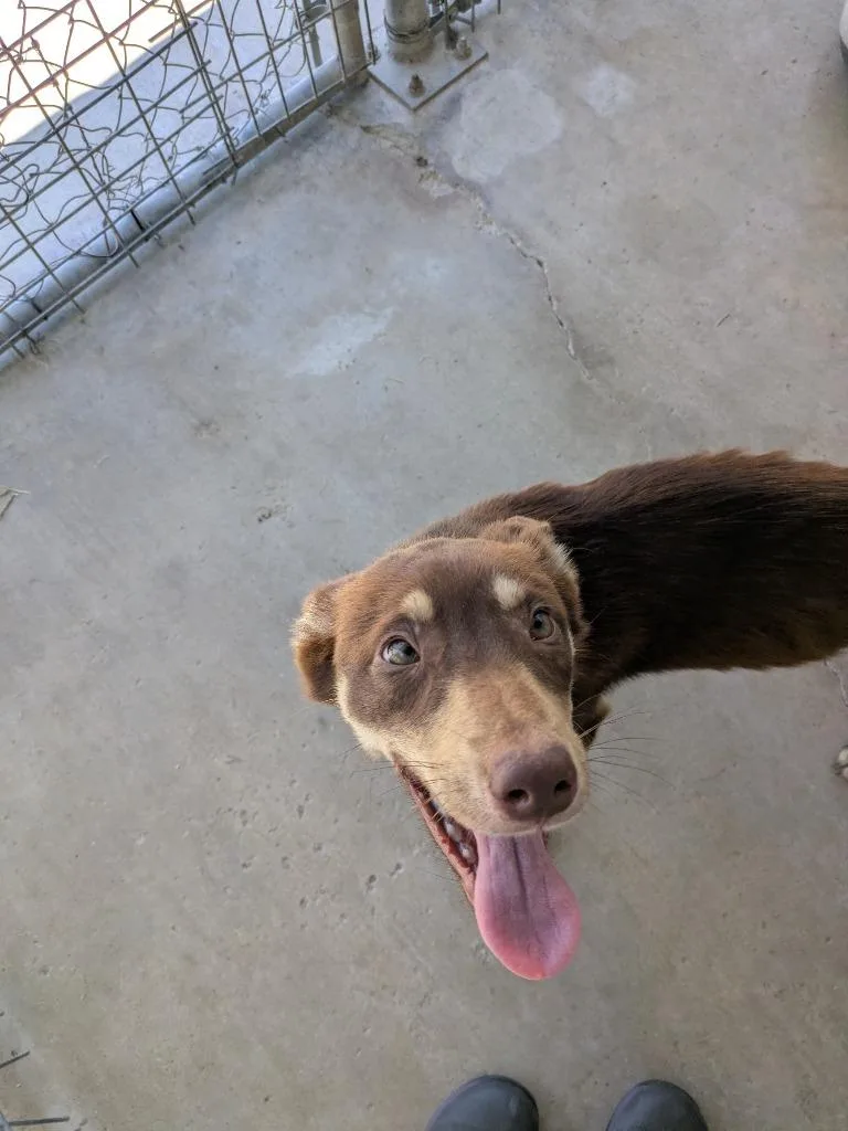 A young medium-sized female Husky dog named Caiman for adoption in Brownwood, TX