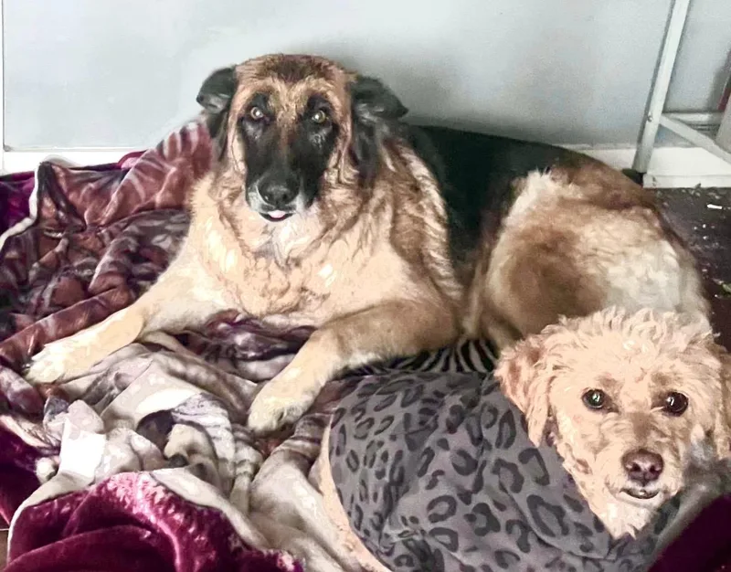 An adult medium-sized female German Shepherd Dog dog named Georgia Faithpippen for adoption in Long Beach, CA