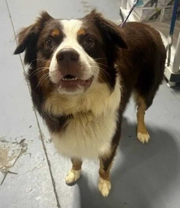 An adult large-sized male Australian Shepherd dog named Theodore for adoption in Dallas, GA