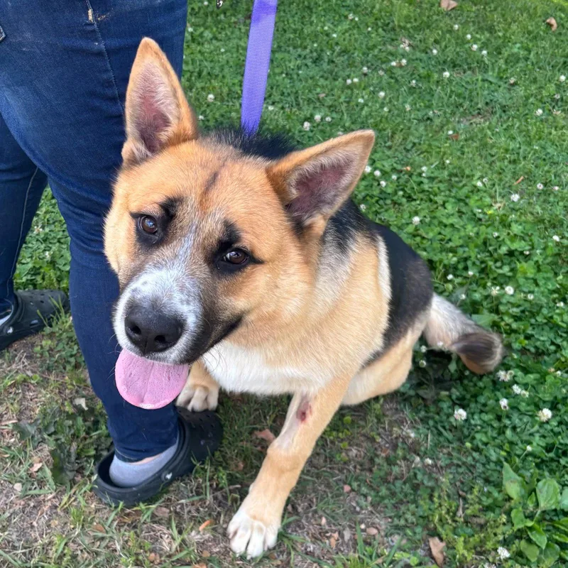 A young medium-sized male Shepherd dog named Max  Lower Fee! for adoption in Locust Fork, AL