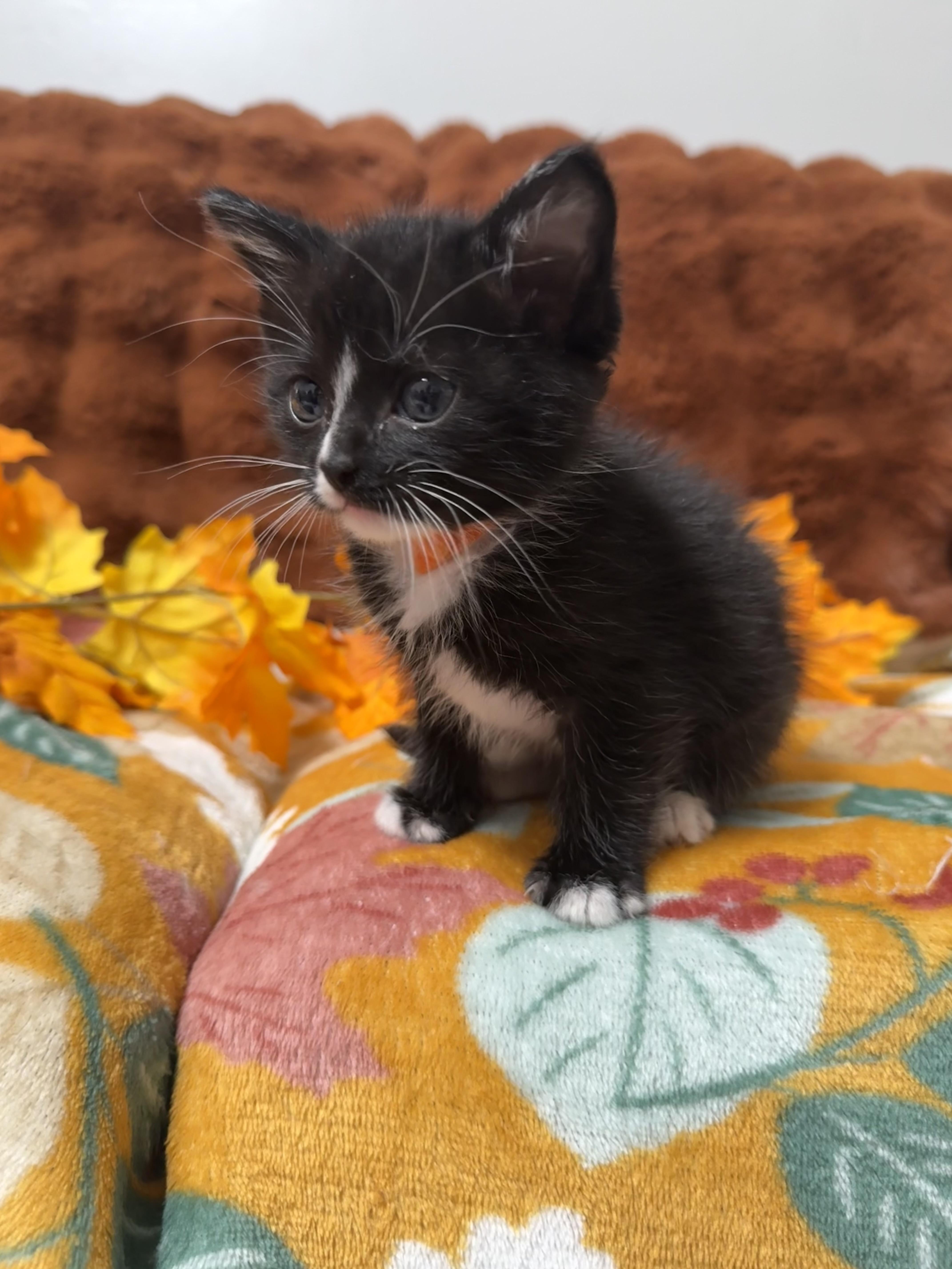A baby medium-sized male Black Domestic Short Hair cat named Spaghetti for adoption in Fruit Heights, UT