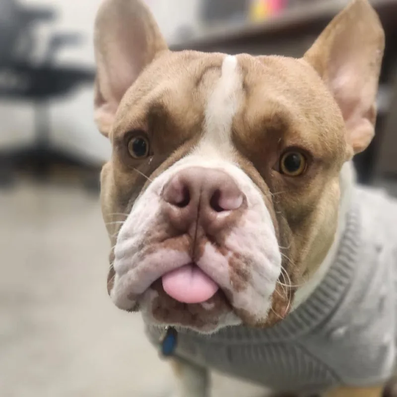 Sir Loin thumbnail 2