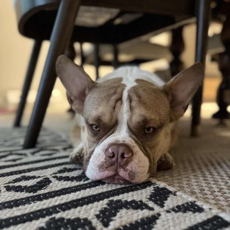 Sir Loin thumbnail 5