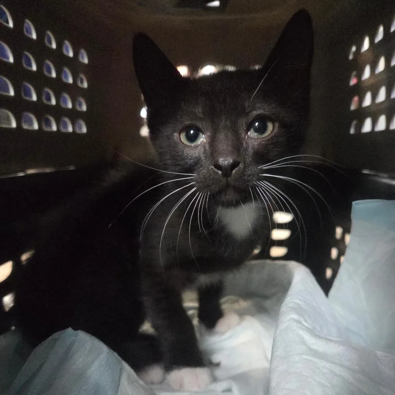 A baby small-sized male Black Domestic Short Hair cat named Tapitio for adoption in San Diego, CA