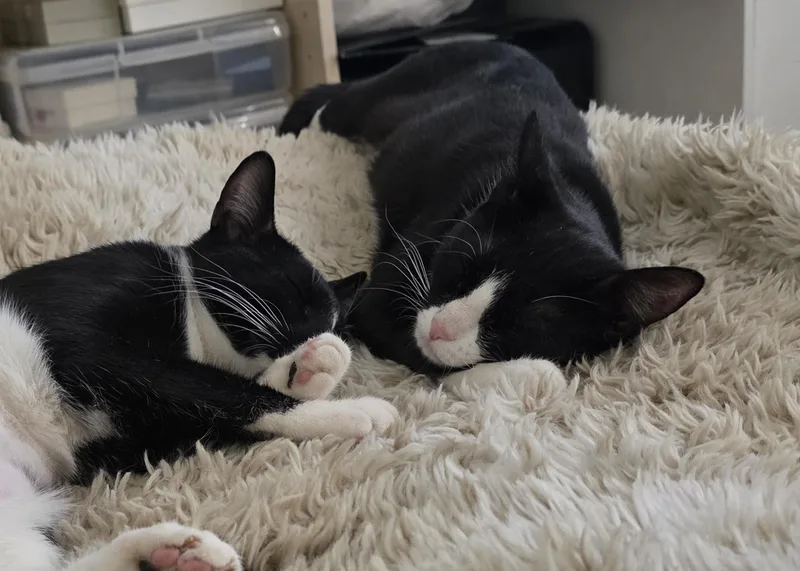 A young medium-sized female Black & White / Tuxedo Domestic Short Hair cat named MoppetMittens for adoption in New York, NY