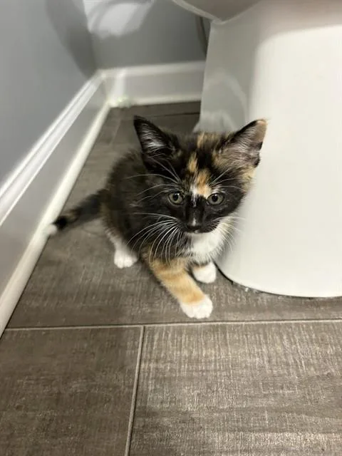 A baby small-sized female Domestic Short Hair cat named Sparkle for adoption in Omaha, NE