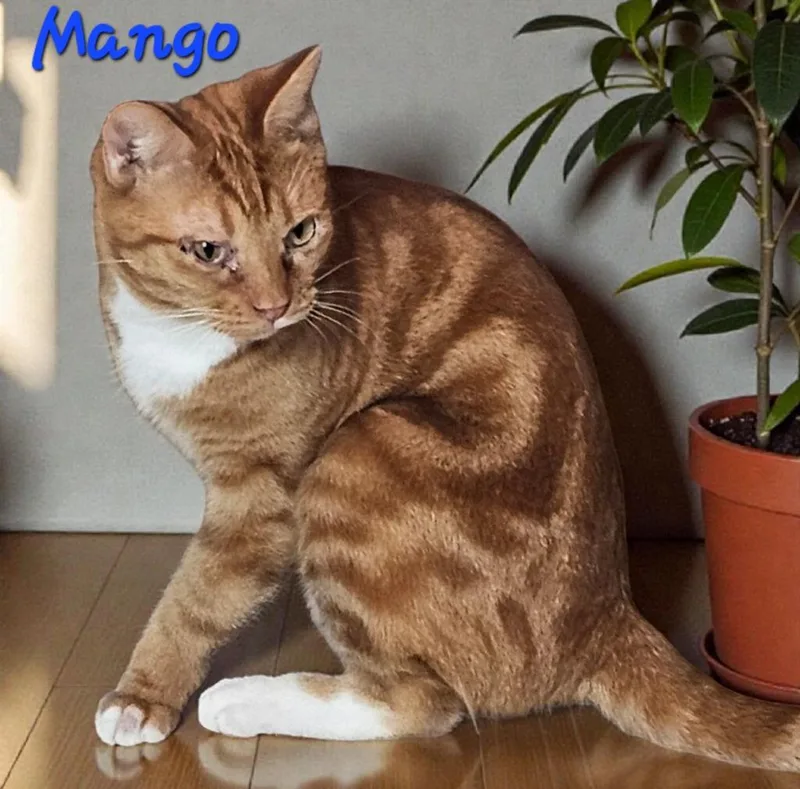 Mango