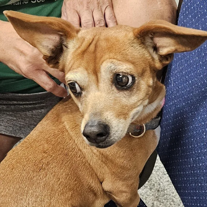 A senior small-sized female Red / Chestnut / Orange Dachshund dog named Ginger for adoption in Kingman, KS