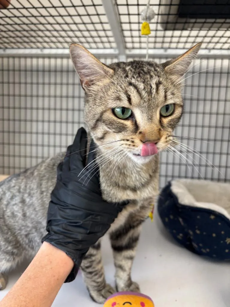 An adult large-sized male Domestic Medium Hair cat named Albert for adoption in Green River, WY