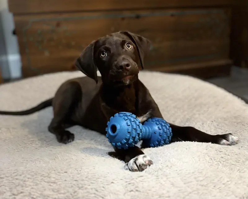 A young medium-sized male Brown / Chocolate Chocolate Labrador Retriever dog named Tux for adoption in Cypress, TX