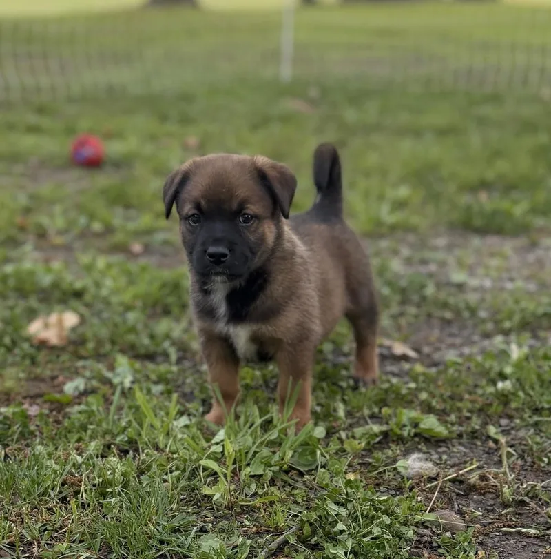 A baby medium-sized male Tricolor (Brown, Black, & White) Terrier dog named Eric for adoption in Irwin, PA