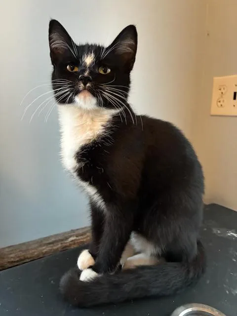 A young medium-sized female Domestic Short Hair cat named Cirilla for adoption in Bardstown, KY