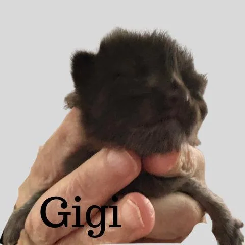 A baby large-sized male Domestic Medium Hair cat named GiGi for adoption in Nacogdoches, TX