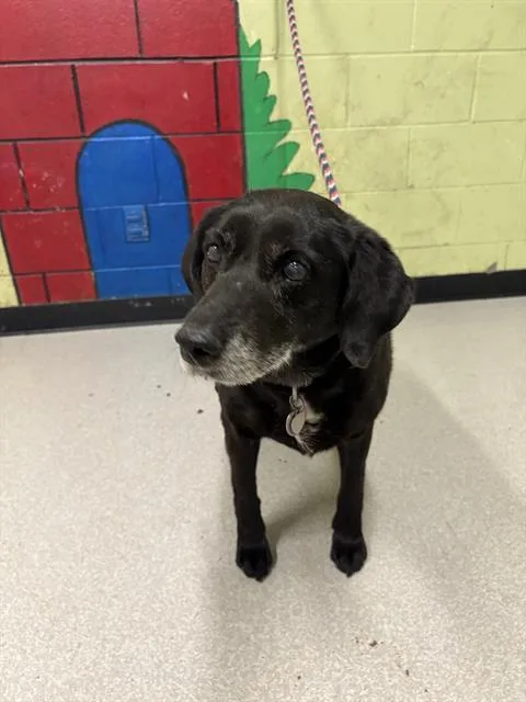 A senior medium-sized female Labrador Retriever dog named Venus for adoption in Indianapolis, IN