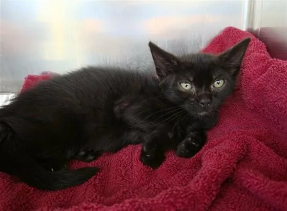 A baby small-sized female Domestic Short Hair cat named Morticia for adoption in Naples, FL