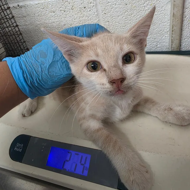 A baby small-sized male Cream / Ivory Domestic Short Hair cat named Will for adoption in Edinburg, TX