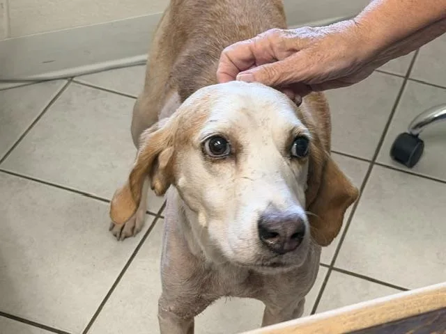 A senior medium-sized male White / Cream American Foxhound dog named Gutter Ball for adoption in Dinwiddie, VA
