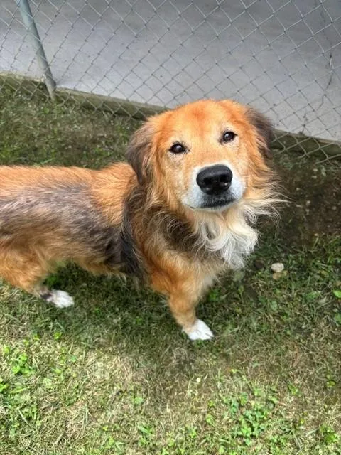 A senior medium-sized male Red / Chestnut / Orange Golden Retriever dog named Wookie for adoption in Fayetteville, AR