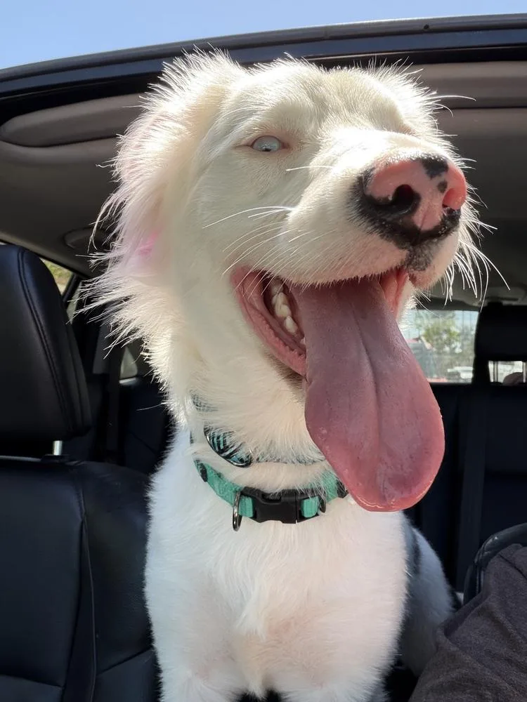 A young medium-sized female Border Collie dog named Stormy for adoption in ventura, CA