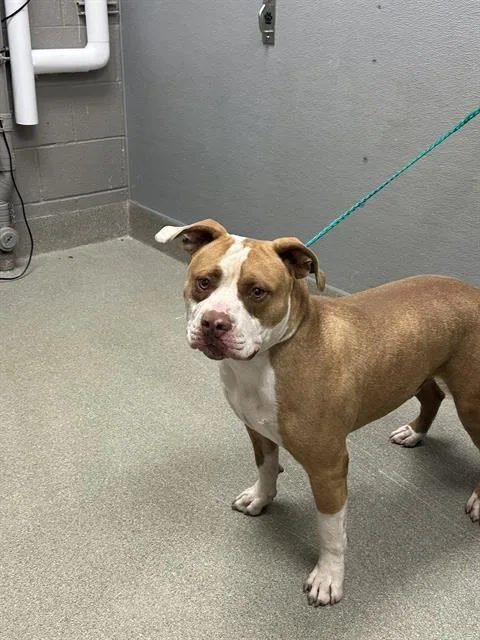 A young large-sized male Pit Bull Terrier dog named Scout for adoption in Las Vegas, NV