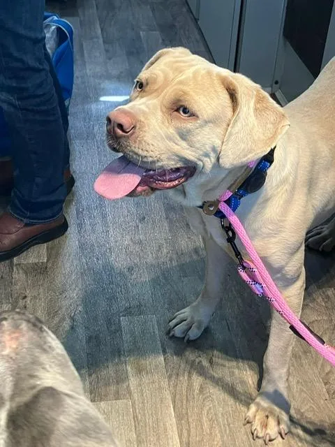 Goldie Hawn thumbnail 2