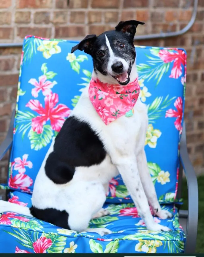 An adult medium-sized female Cattle Dog dog named Spooky for adoption in Chicago, IL