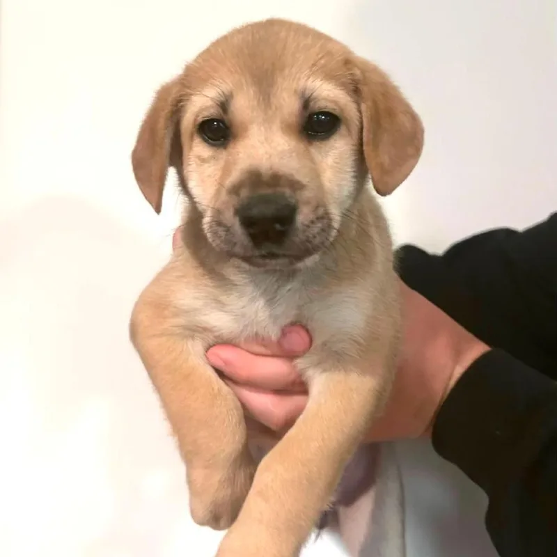A baby medium-sized female Yellow / Tan / Blond / Fawn Mixed Breed dog named Vanilla for adoption in DeKalb, IL