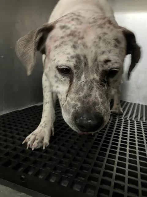 An adult large-sized male Mixed Breed dog named Spot for adoption in Dallas, TX