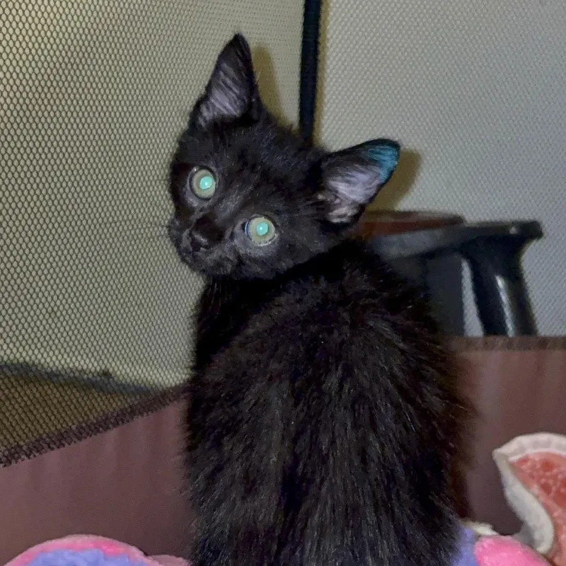 A baby small-sized male Black Domestic Short Hair cat named Sour Cream & Onion for adoption in Ventura, CA