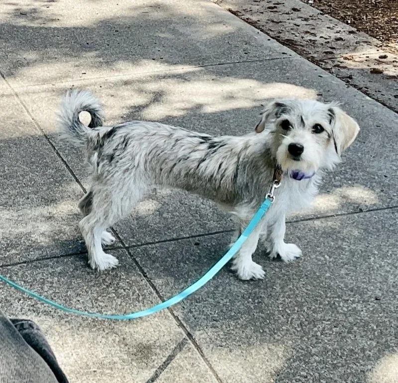 Penelope