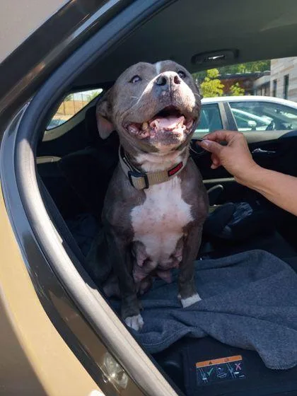 A young medium-sized female Mixed Breed dog named Holly Pie for adoption in Atlanta, GA