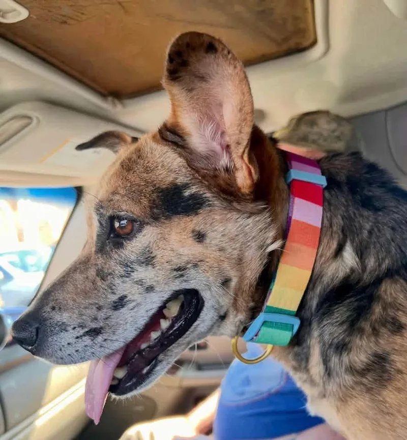 An adult medium-sized female Catahoula Leopard Dog dog named Wendy for adoption in Calera, AL