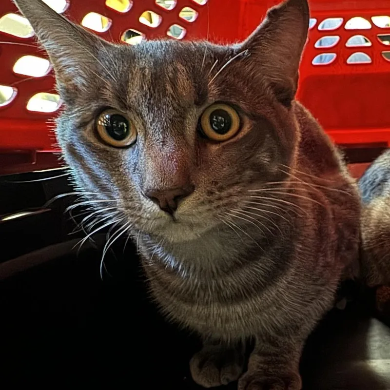 An adult medium-sized female Domestic Short Hair cat named Mimi for adoption in Newark, NJ