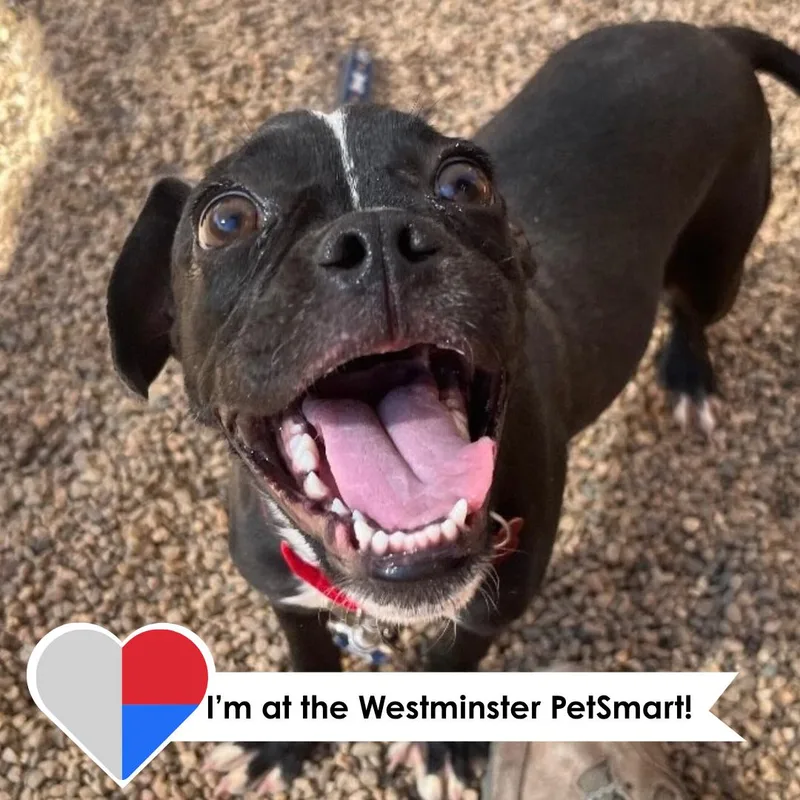 A baby small-sized female Black Pug dog named Eklutna for adoption in Fort Collins, CO