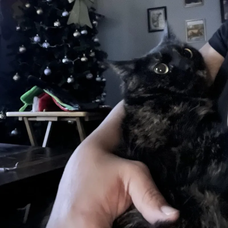 An adult small-sized female Brown / Chocolate American Shorthair cat named Miracle  Home To for adoption in South Elgin, IL