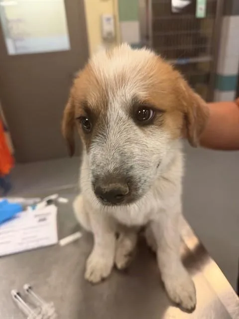 A baby small-sized male Anatolian Shepherd dog named Macadamia for adoption in Riverside, CA