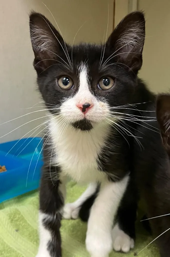 A baby medium-sized male Domestic Short Hair cat named Sash for adoption in Christiansburg, VA