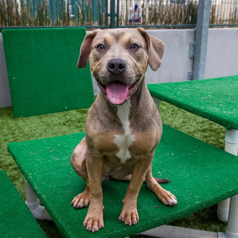 An adult medium-sized female Yellow / Tan / Blond / Fawn Pit Bull Terrier dog named Marley for adoption in Pasadena, CA