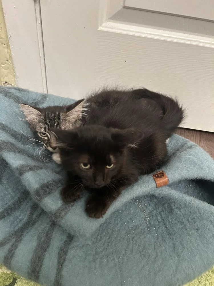 A baby small-sized male Black Domestic Medium Hair cat named Ralsei for adoption in Pacifica, CA