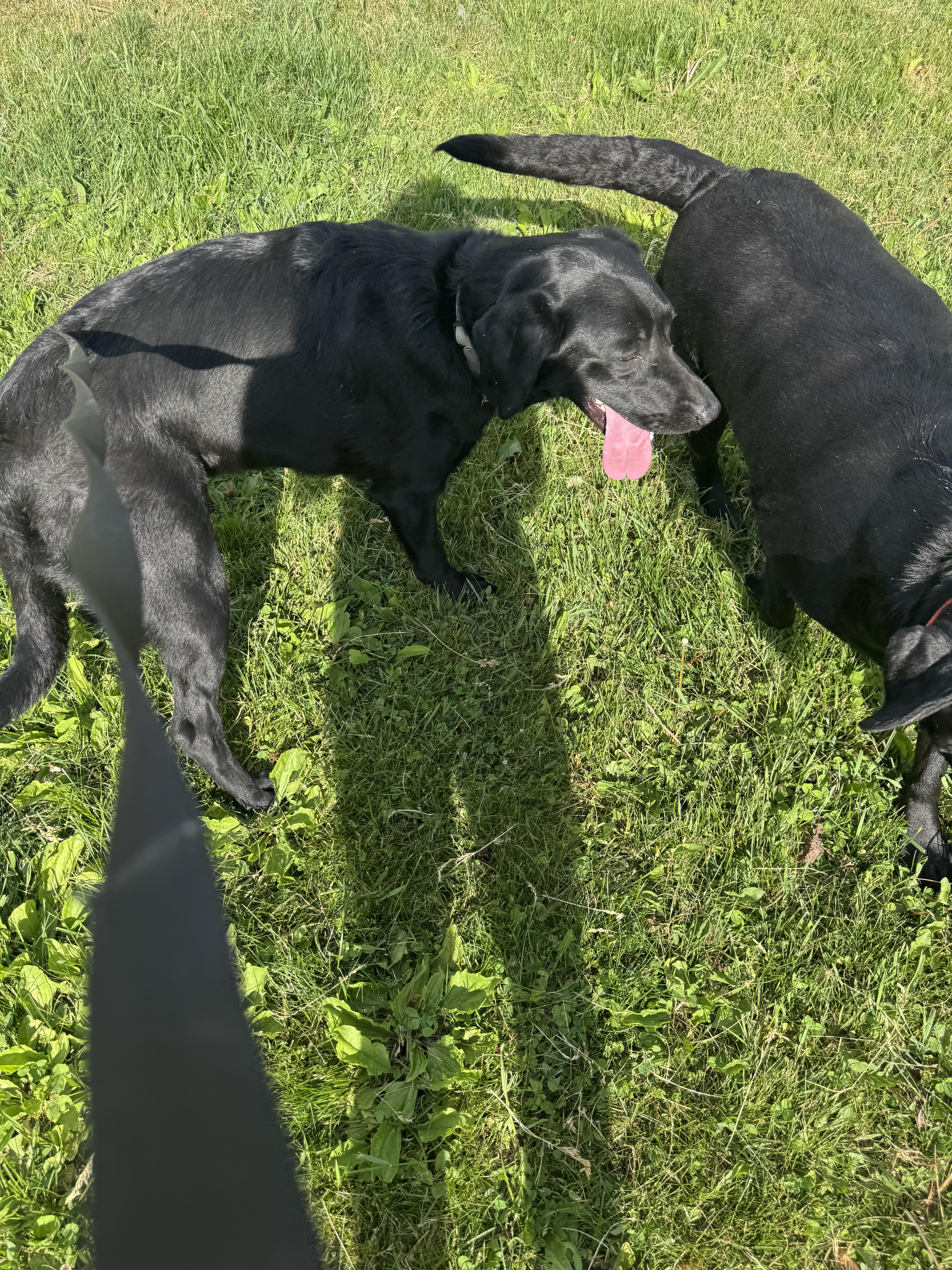 A young medium-sized female Black Labrador Retriever dog named Monkey for adoption in Glenwood City, WI