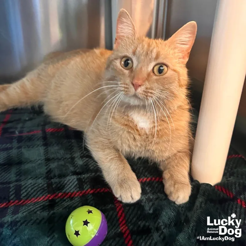An adult medium-sized female Orange / Red Domestic Short Hair cat named Clover for adoption in Washington, DC