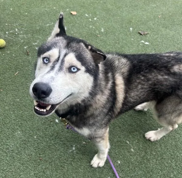 An adult large-sized male Siberian Husky dog named Kip for adoption in Oceanside, CA