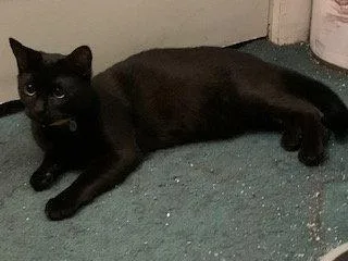 A young medium-sized male American Shorthair cat named Pinto for adoption in Trenton, NJ